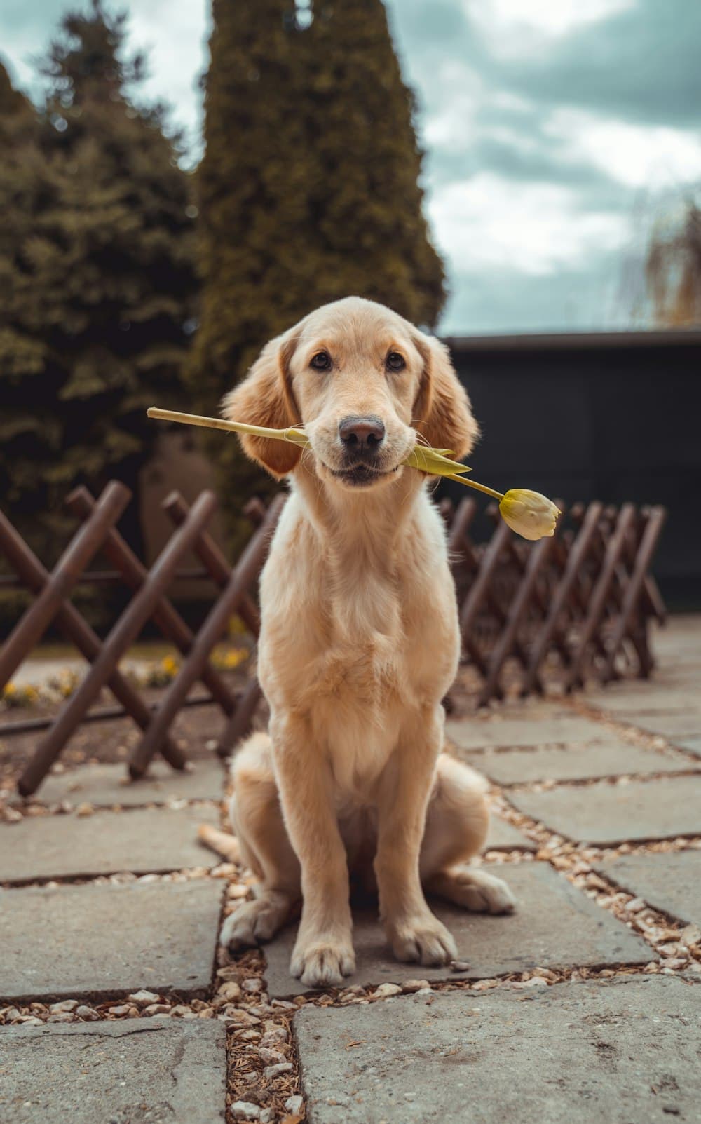 Happy pet