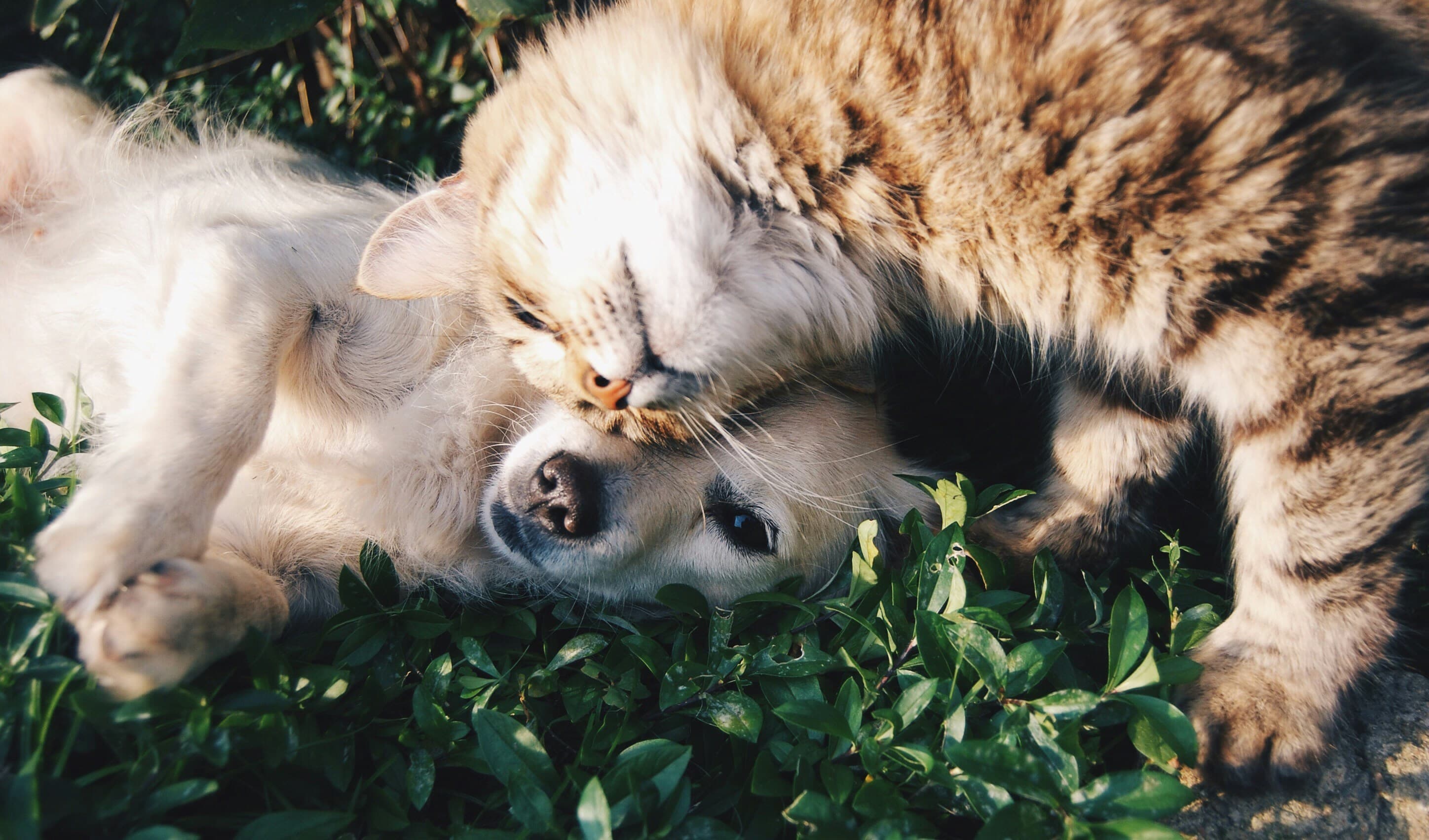 Happy pet using Whisker